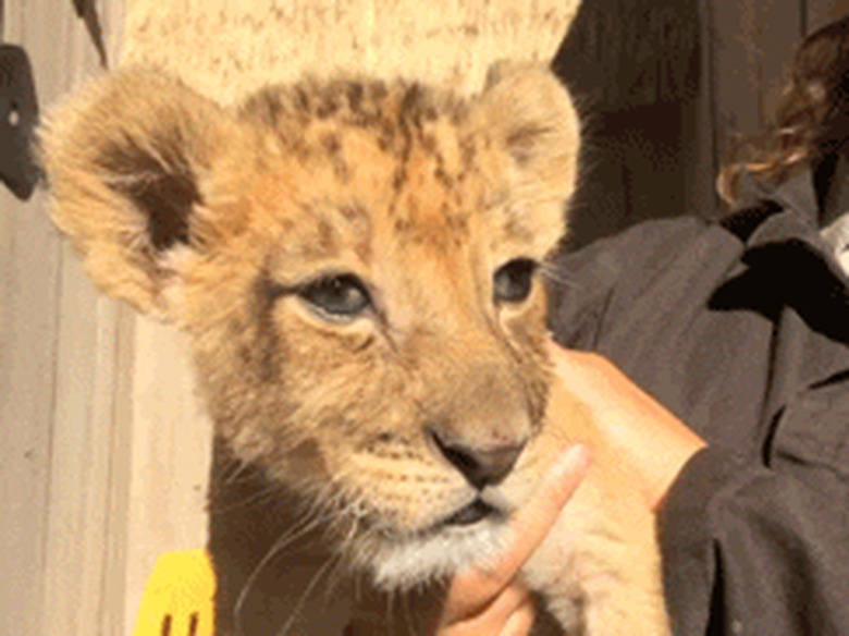 lion cub is very sleepy