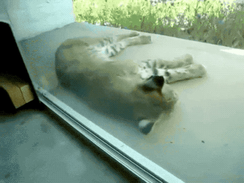 cat wakes up big cat at zoo