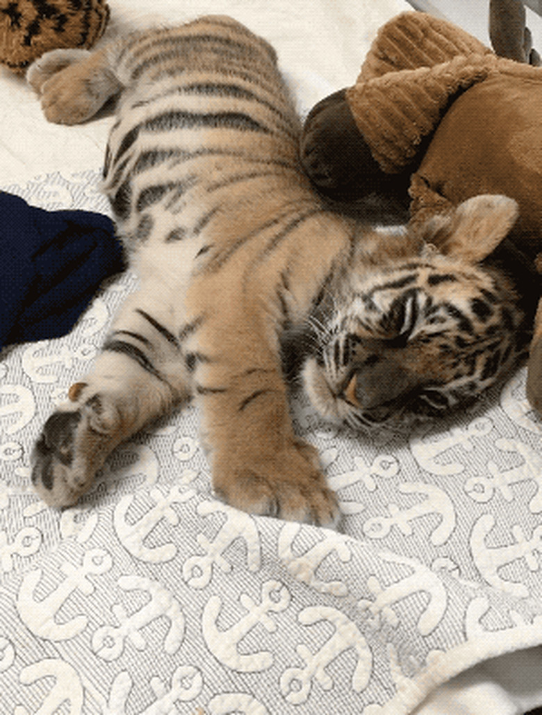 sleeping tiger cub