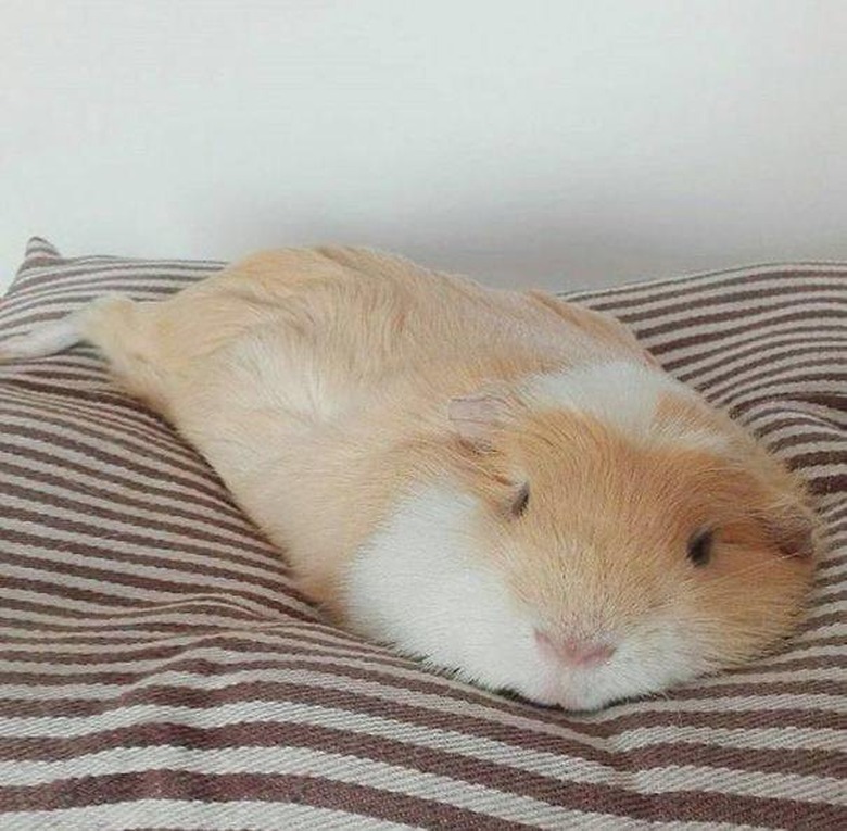 Guinea pig looks like it's melting.