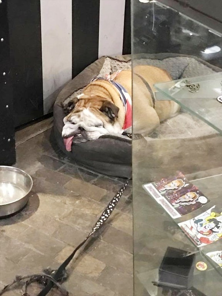 Bulldog that looks like its melting into its bed.