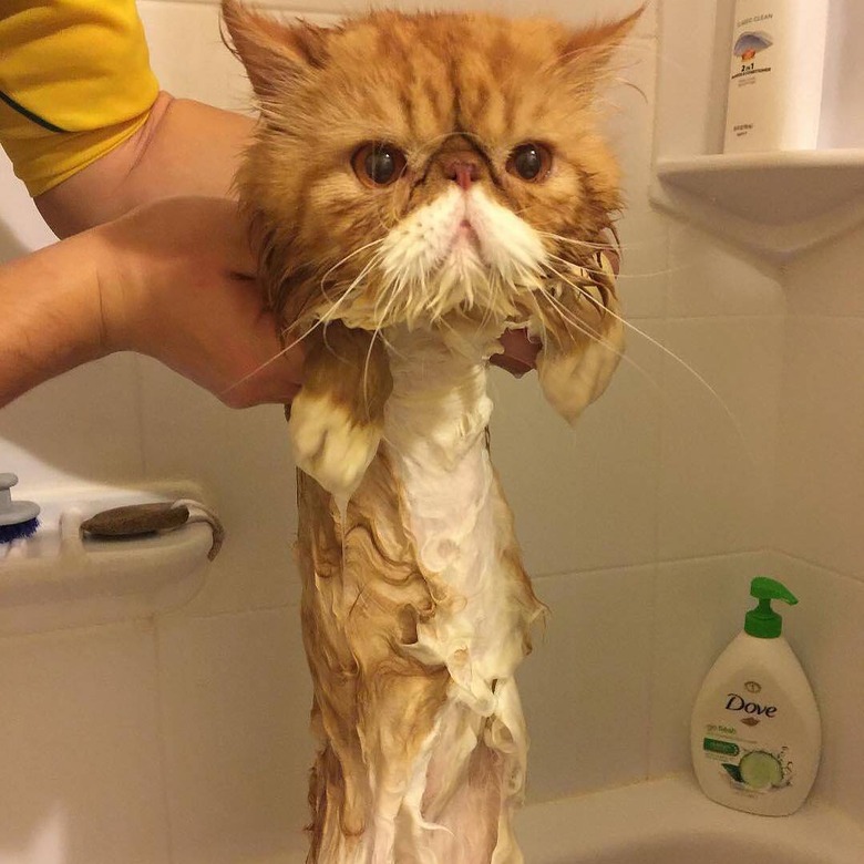 Cat with wet body looks like it melted in the water.