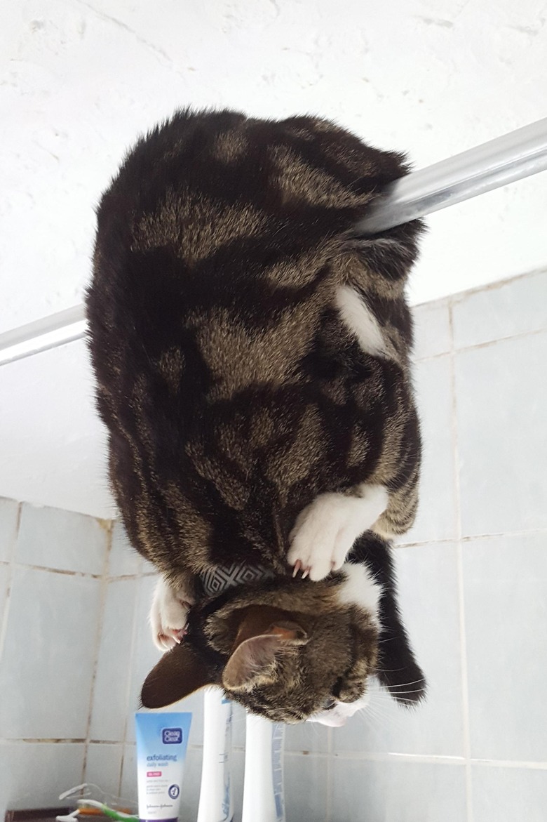 Cat draped over curtain rod.