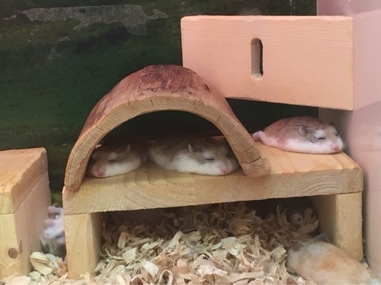 Hamsters look like they've melted flat.