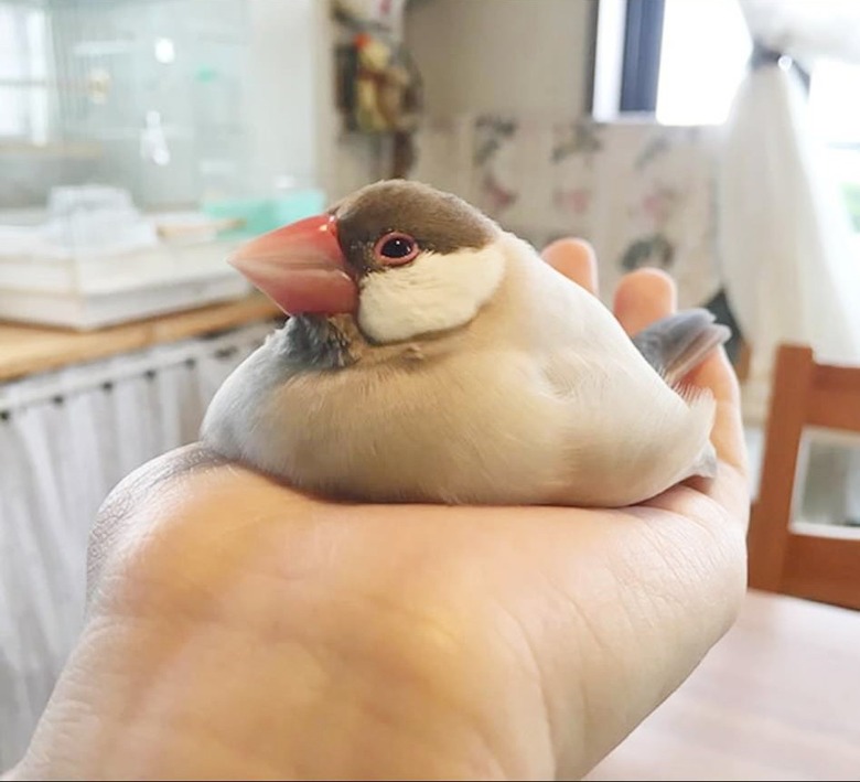 bird flops into flat pile because of heat