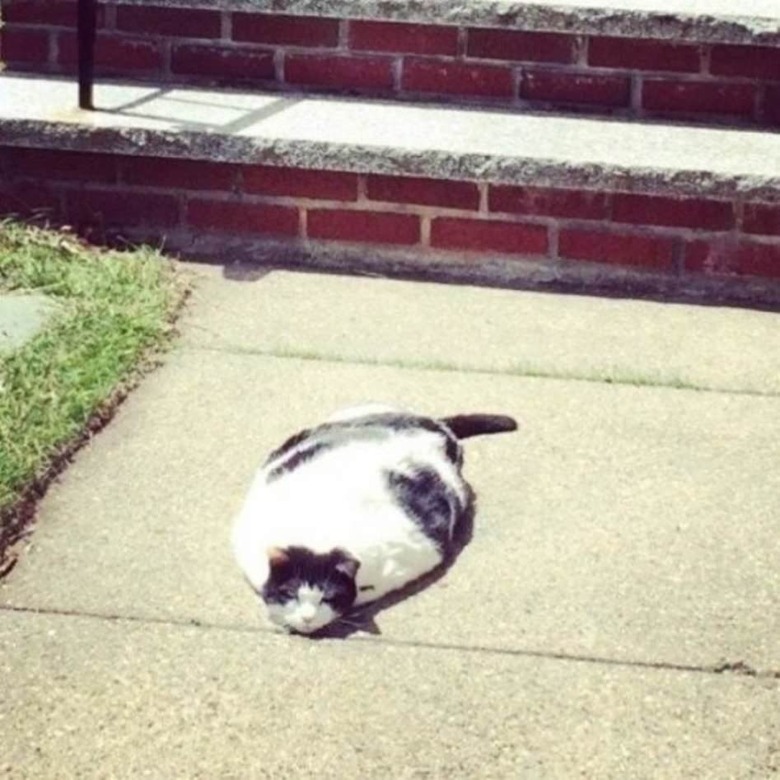 Cat looks like it's melting.