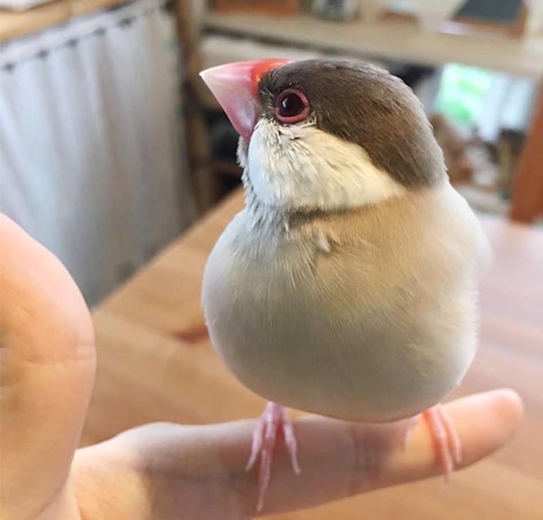 bird flops into flat pile because of heat