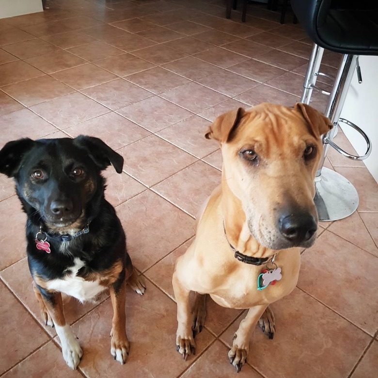 Greyhound/Shar Pei dog mix