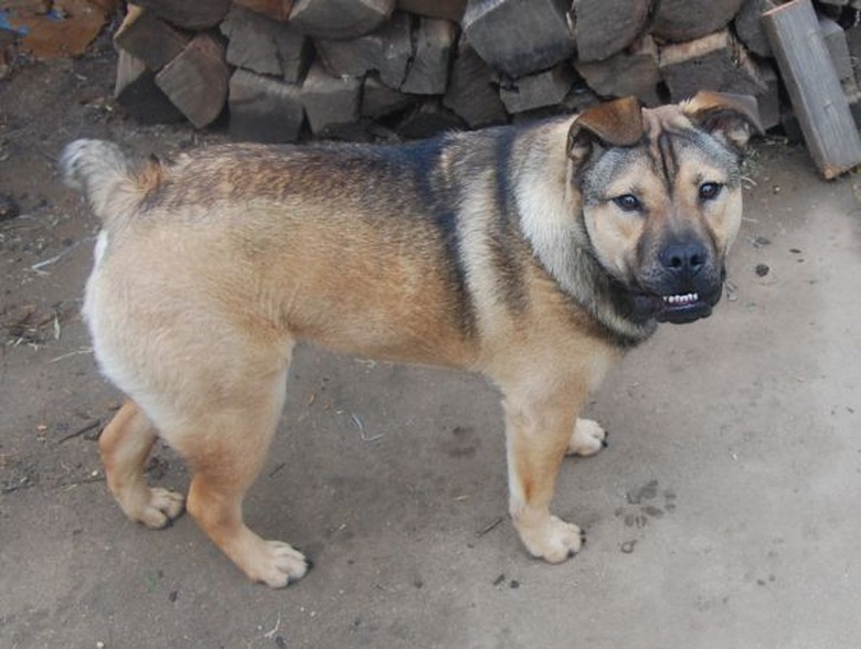 German Shepherd/English Bulldog dog mix