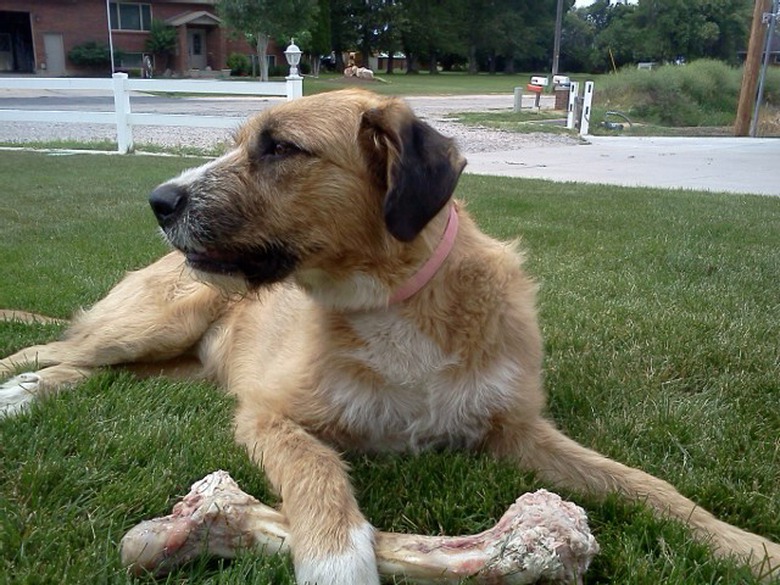 Irish Wolfhound/St. Bernard dog mix