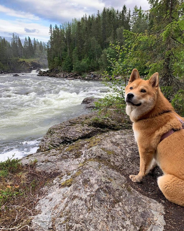 Chow Chow/Husky dog mix