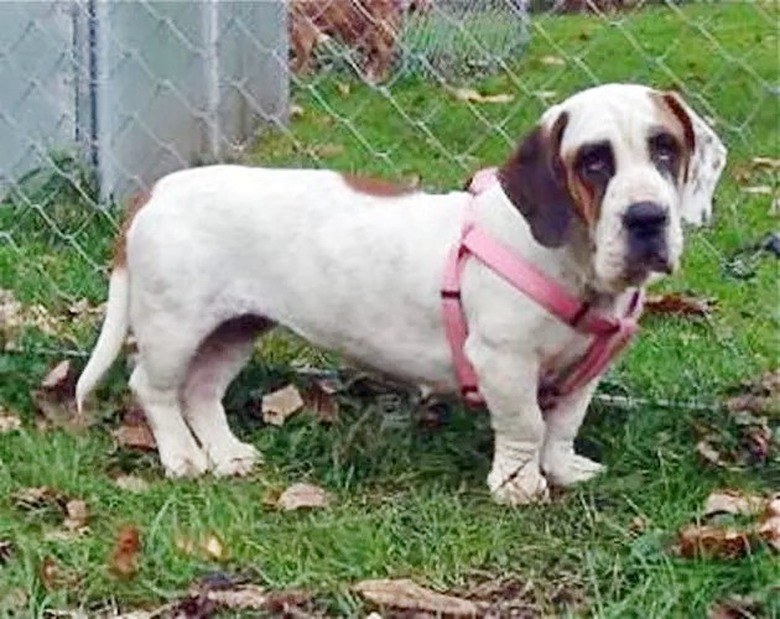 St. Bernard/Basset Hound dog mix