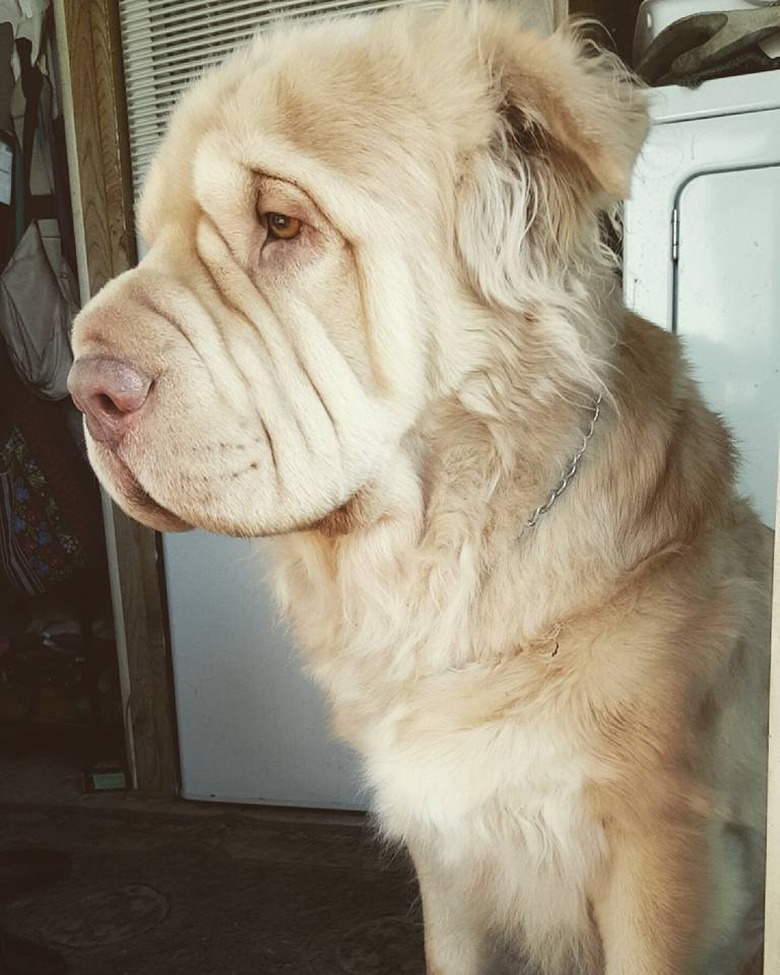 Shar Pei/Golden Retriever dog mix