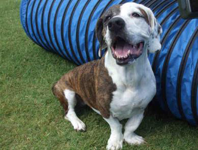 Basset Hound/Pitbull dog mix