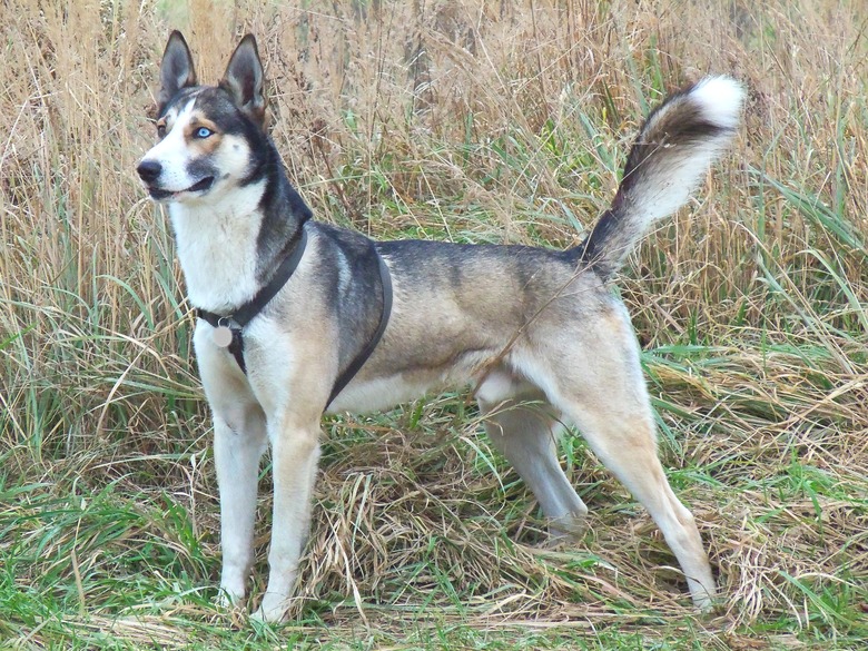 Husky/Greyhound dog mix