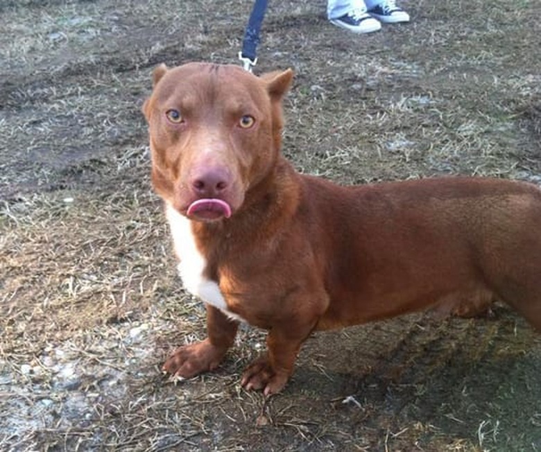 Dachshund/Pitbull dog mix