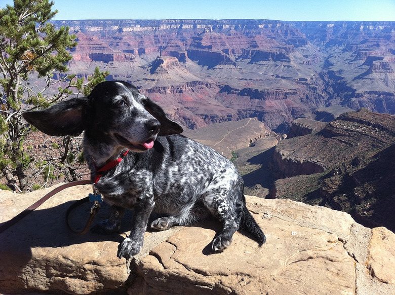 Basset Hound/Blue Heeler dog mix