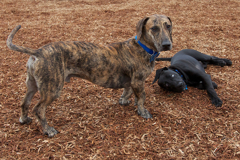 Great Dane/Dachshund dog mix