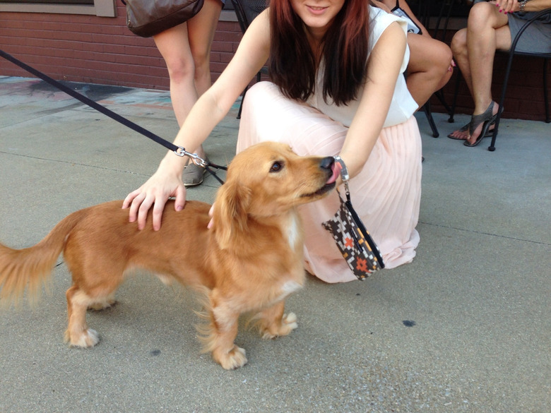 Golden Retriever/Dachshund dog mix