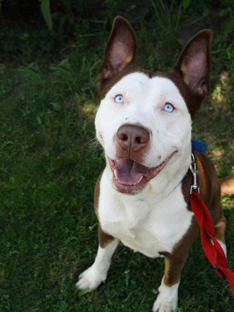 Pitbull/Husky dog mix