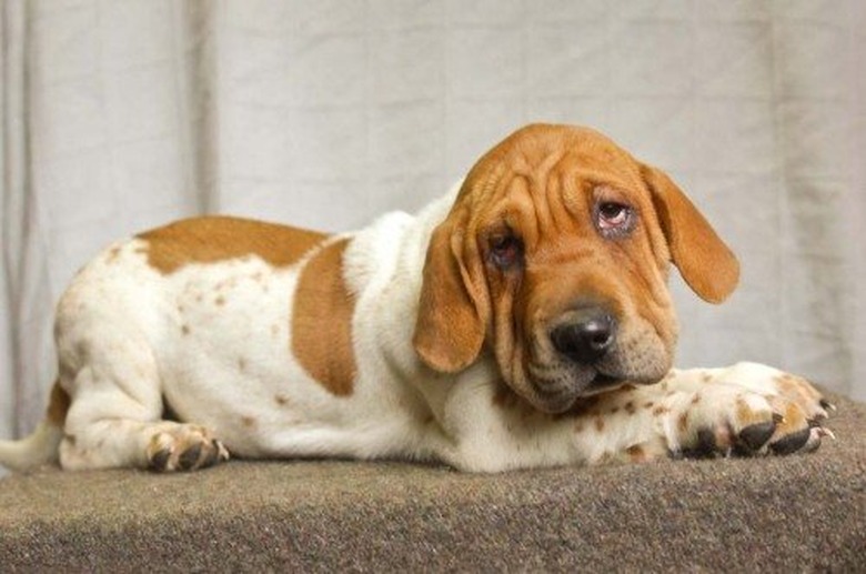 Shar Pei/Basset Hound dog mix