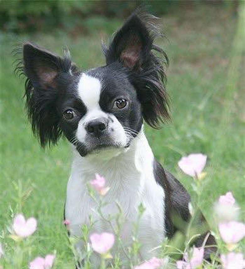 Boston Terrier/Papillon dog mix