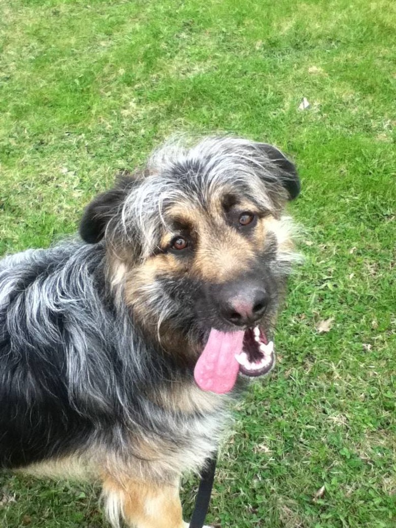 German Shepherd/Irish Wolfhound dog mix