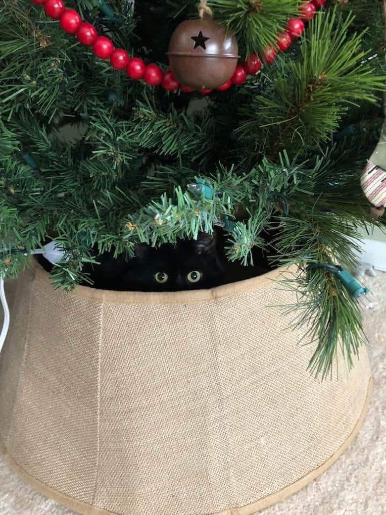 black cat hides under Christmas tree