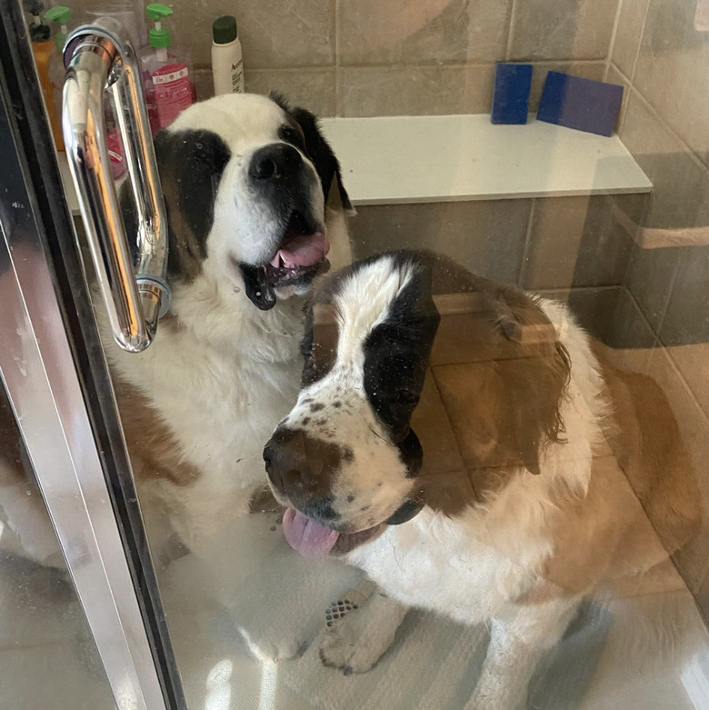 Two Saint Bernards stuck in a shower.