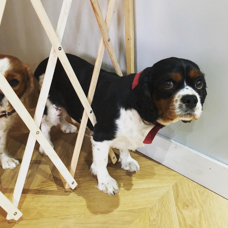 Puppy stuck in a pet gate.