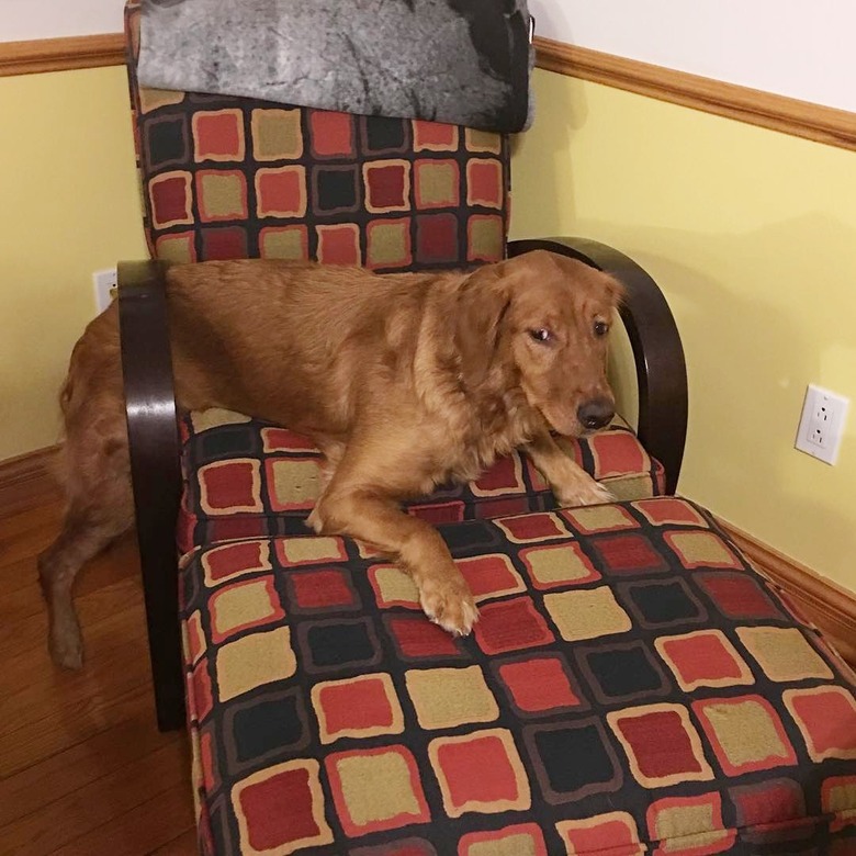 Dog stuck in a chair's wood arm.