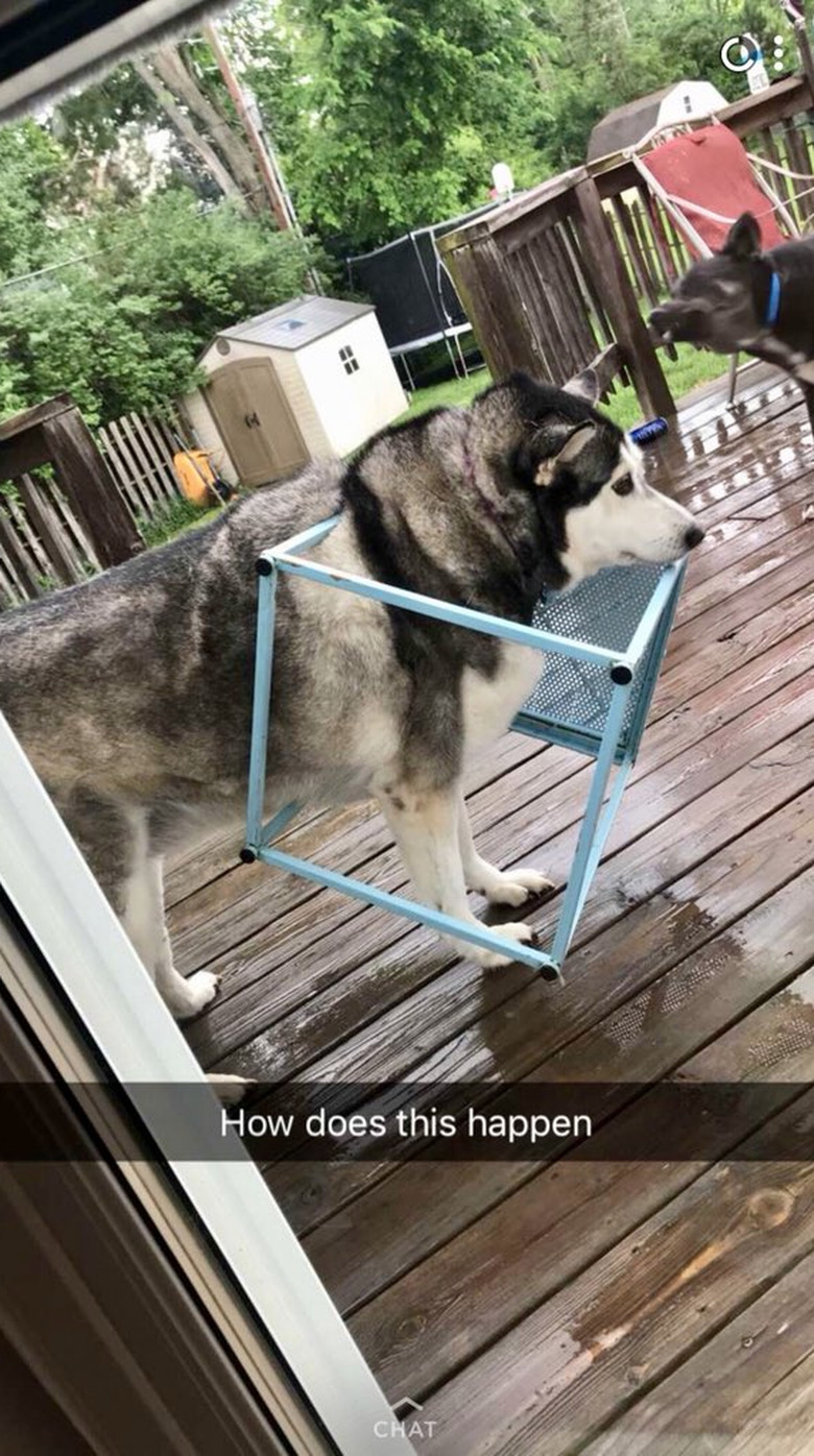 Dog stuck in like lawn furniture.