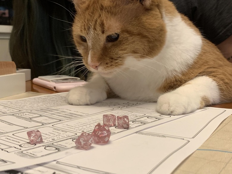 Cat squinting at character sheet