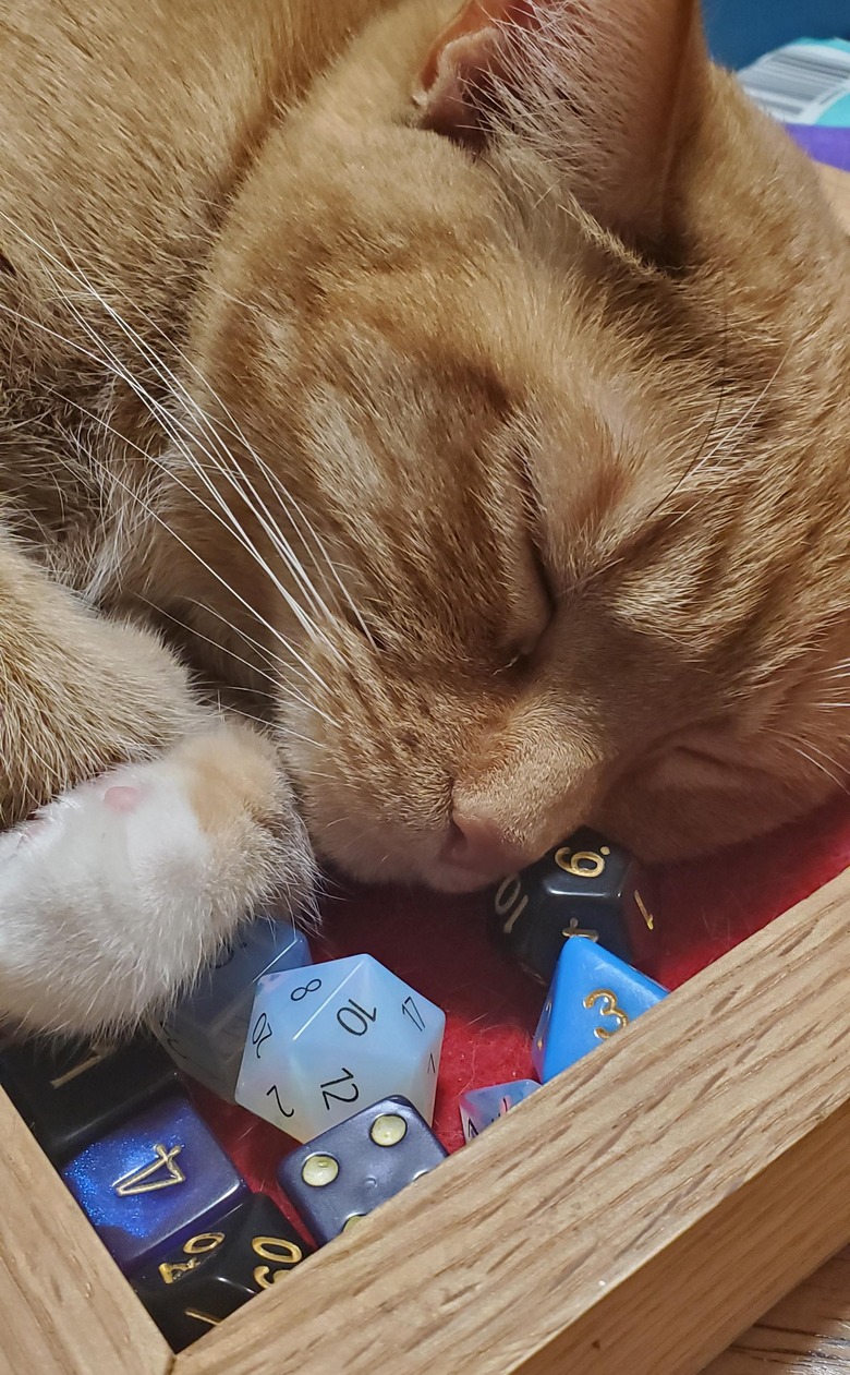 Cat asleep in dice tray