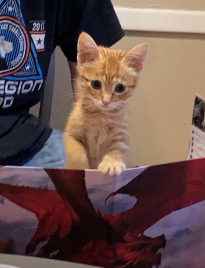 Kitten standing behind DM screen