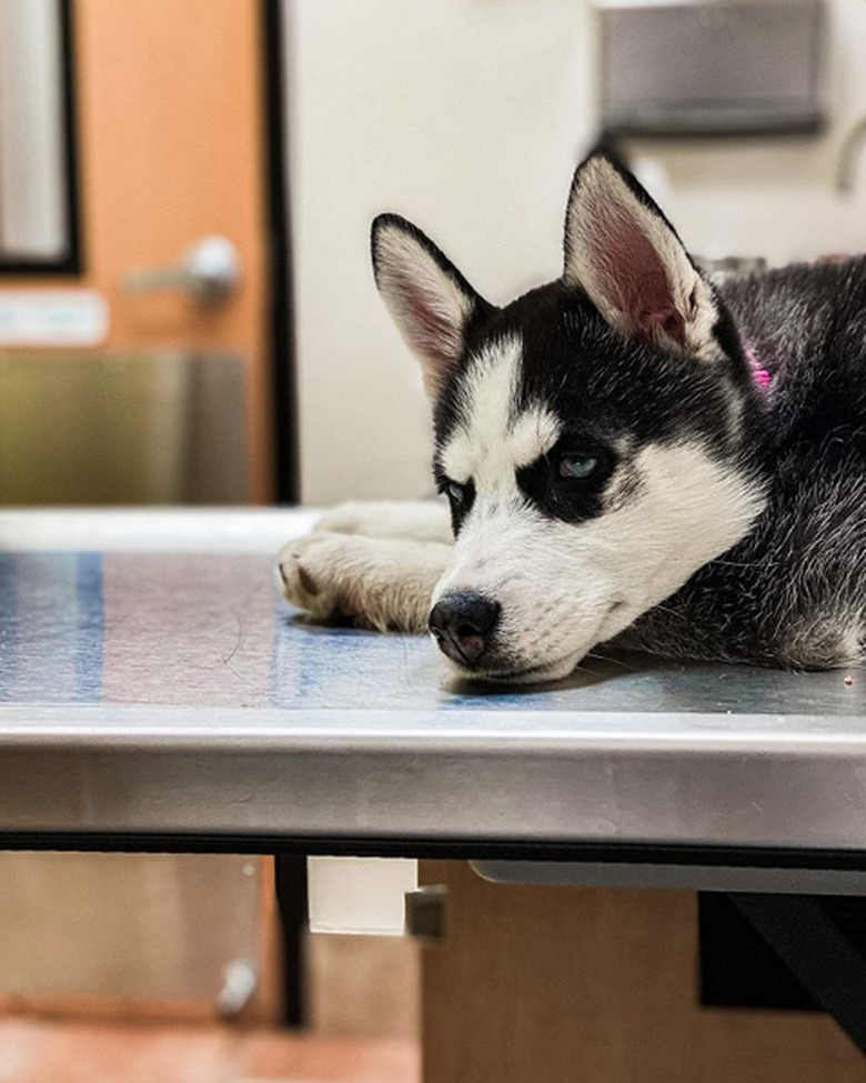 a husky on the exam table