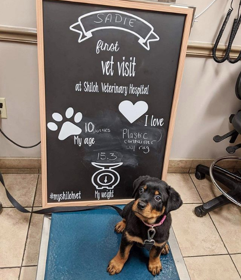 rottweiler puppy sitting on scale