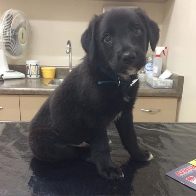 black lab collie on exam table