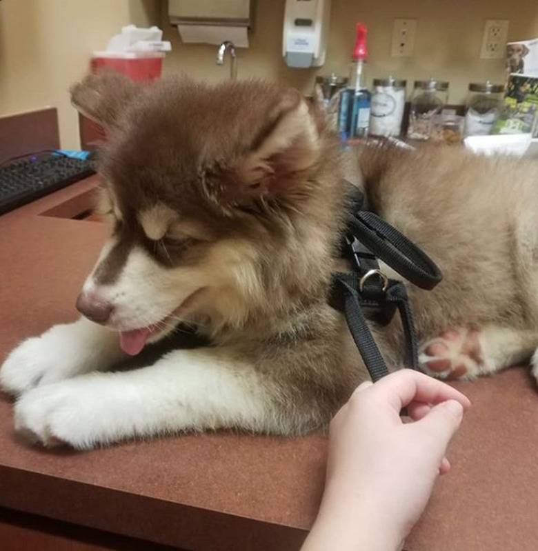 alaskan malamute on exam table