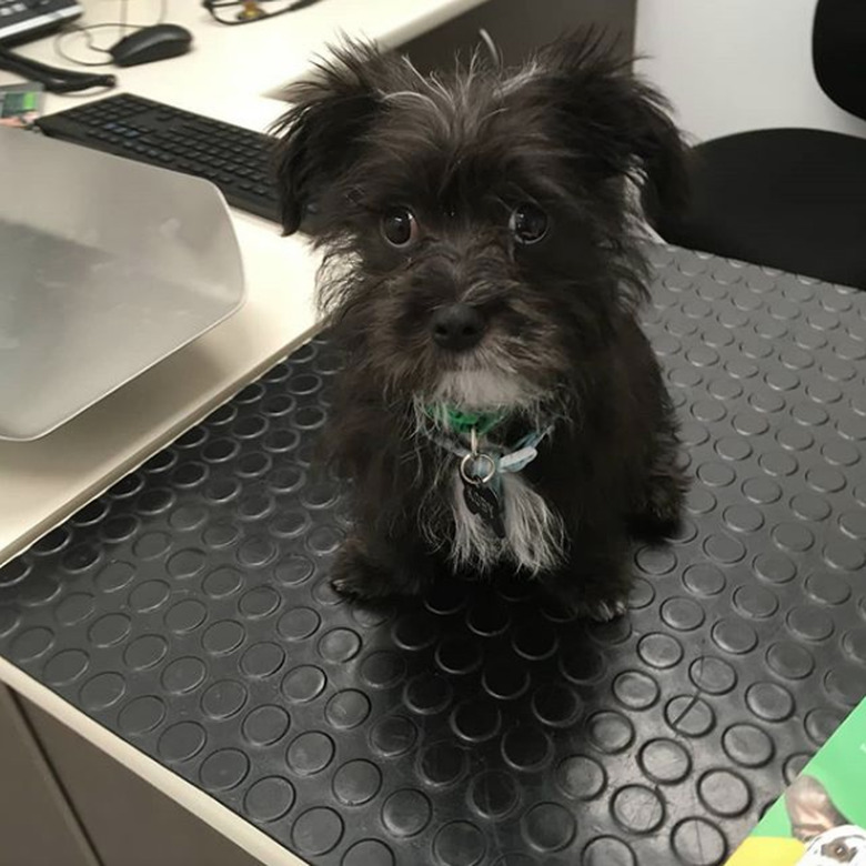 shihtzu maltese on exam table