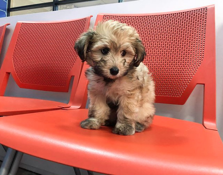 puppy sitting on orange chair in vet waiting room