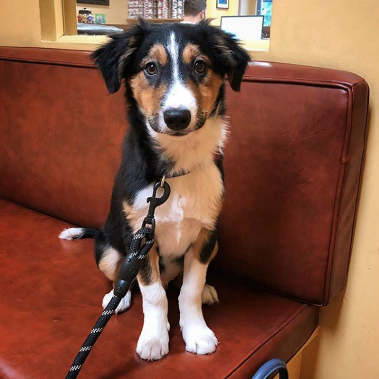 dog sitting on couch at the vet