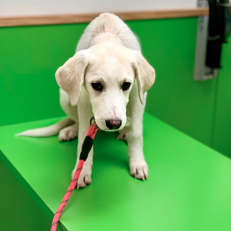 white dog against green background