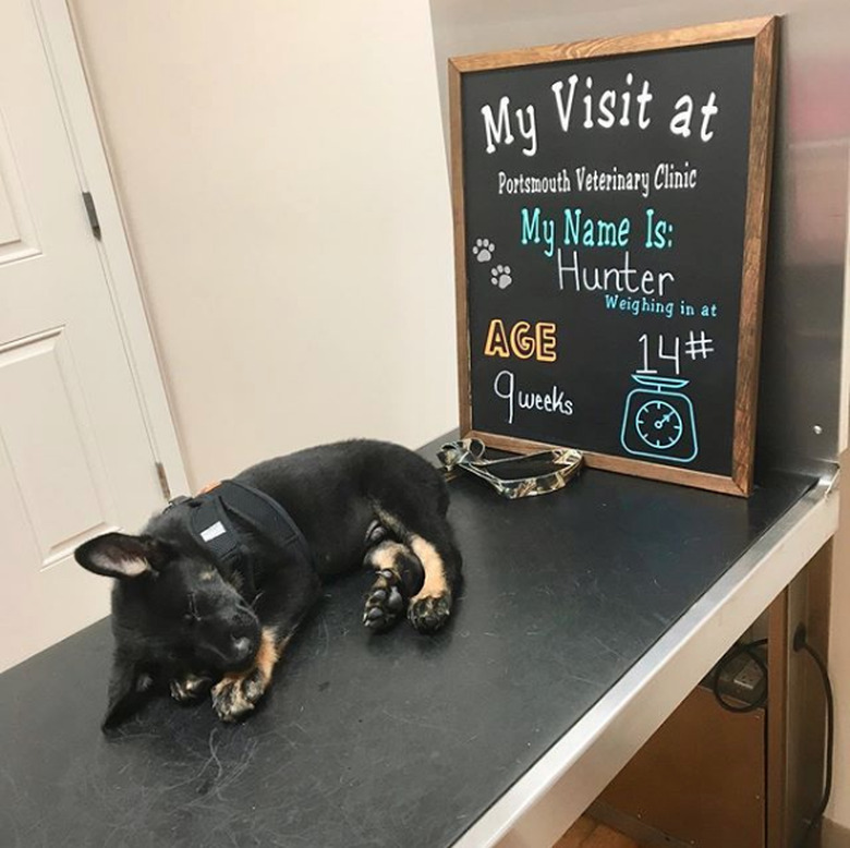 puppy sleeping on the vet table