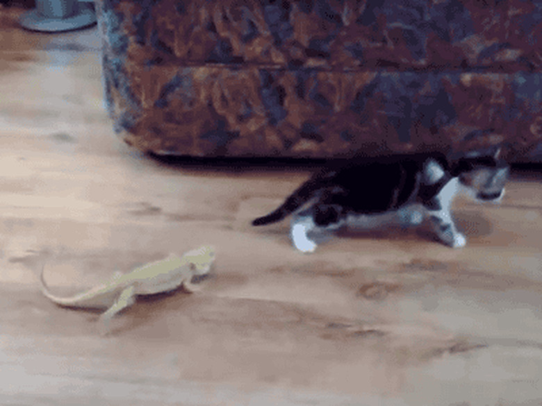 Kitten scared by lizard