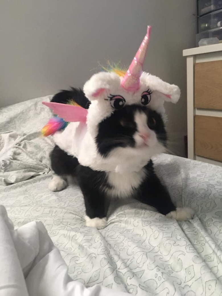 cat hates unicorn costume