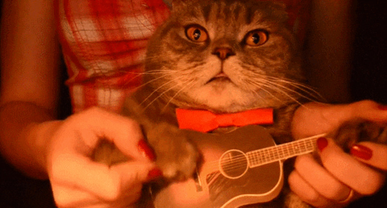 cat playing ukulele