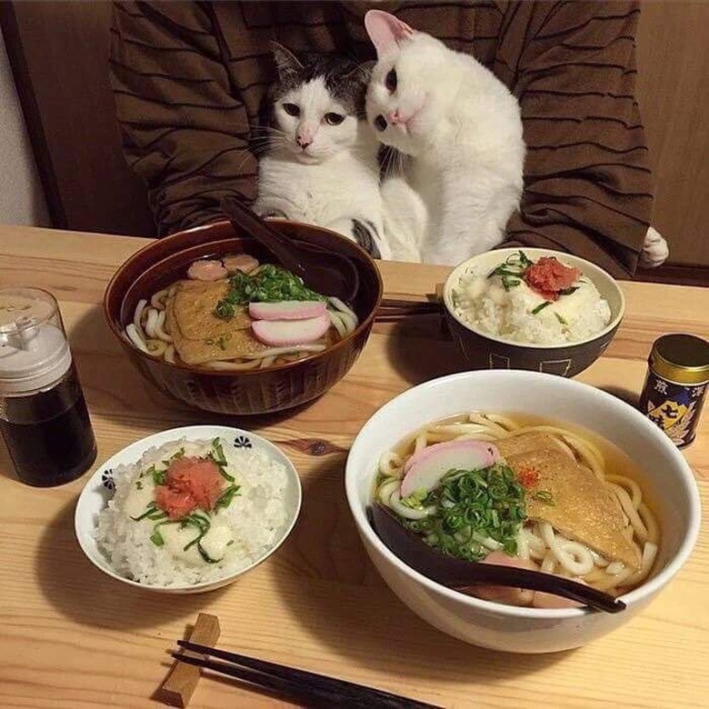 Two cats at a table with food