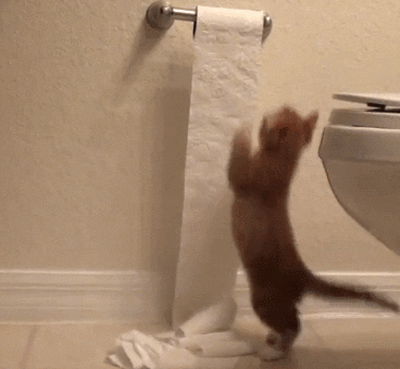 cat destroying toilet paper