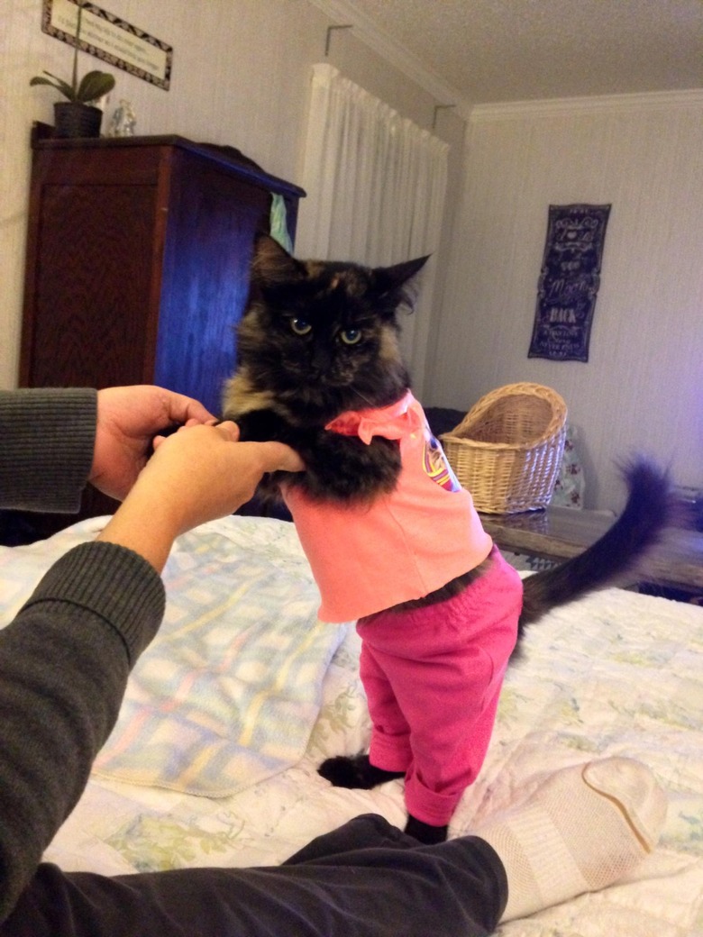 Confused cat in shirt and pants